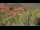 Webcam in Sedona, Arizona, 80.4 mi away
