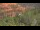 Webcam in Sedona, Arizona, 164 km entfernt
