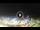Webcam in Tirrenia, 5 mi away