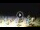 Webcam in Tirrenia, 1.9 mi away