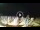 Webcam in Tirrenia, 5.1 km entfernt