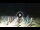Webcam in Tirrenia, 5 mi away