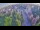 Webcam in Ladenburg, 8 mi away