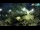 Webcam in Brijuni, 13.8 km