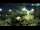 Webcam in Brijuni, 13.8 km