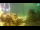 Webcam in Brijuni, 5.3 mi away