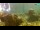 Webcam in Brijuni, 5.3 mi away