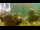 Webcam in Brijuni, 16.1 km entfernt