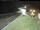 Webcam in Sandnessjøen, 78 km