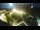 Webcam in St. Valentin auf der Haide, 0.8 mi away
