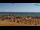 Webcam in Bibione, 0.6 mi away
