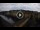 Webcam in Firenze, 0.3 km