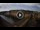 Webcam in Firenze, 0.7 km