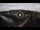 Webcam in Florenz, 0.6 km entfernt