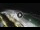 Webcam in Bajamar (Tenerife), 180.1 mi away