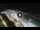 Webcam in Bajamar (Tenerife), 177.9 mi away