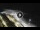 Webcam in Bajamar (Tenerife), 5.3 mi away