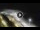 Webcam in Bajamar (Tenerife), 461.1 km