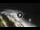 Webcam in Bajamar (Tenerife), 5.3 mi away