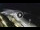 Webcam in Bajamar (Tenerife), 177.9 mi away