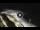 Webcam in Bajamar (Teneriffa), 13.8 km entfernt