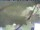 Webcam in Piding, 1.7 mi away