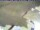 Webcam in Piding, 21.3 km