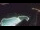 Webcam in Bajamar (Tenerife), 19.8 km