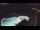 Webcam in Bajamar (Tenerife), 5.4 mi away