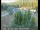 Webcam in Applegate, Californie, 44.3 km