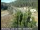 Webcam in Applegate, California, 9.5 mi away