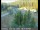 Webcam in Applegate, California, 8.8 mi away