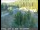 Webcam in Applegate, California, 17.1 mi away
