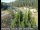 Webcam in Applegate, California, 9.5 mi away