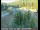 Webcam in Applegate, Kalifornien, 42.9 km entfernt