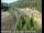 Webcam in Applegate, California, 16.5 mi away