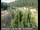 Webcam in Applegate, California, 9.5 mi away