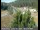 Webcam in Applegate, California, 34.7 km