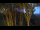 Webcam in Markgrafenheide, 4.9 km entfernt