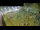 Webcam in Aquileia, 10.8 km