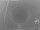 Webcam in Loano, 0.1 km