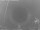 Webcam in Loano, 0.1 km entfernt