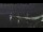 Webcam in Beaumaris, 261.2 mi away