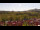 Webcam in Schierke, 5.8 km