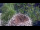 Webcam in Ehingen, 17.5 km