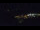 Webcam in Bad Wildbad, 2.4 mi away