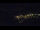 Webcam in Bad Wildbad, 1.1 km