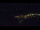 Webcam in Bad Wildbad, 15.6 mi away