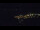 Webcam in Bad Wildbad, 1.3 km