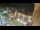 Webcam in Niederdorf, 0.1 mi away